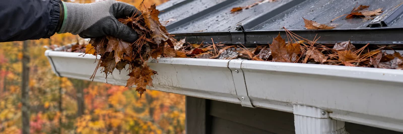 A gloved hand clearing wet leaves from a jointed eavestrough below a metal roof