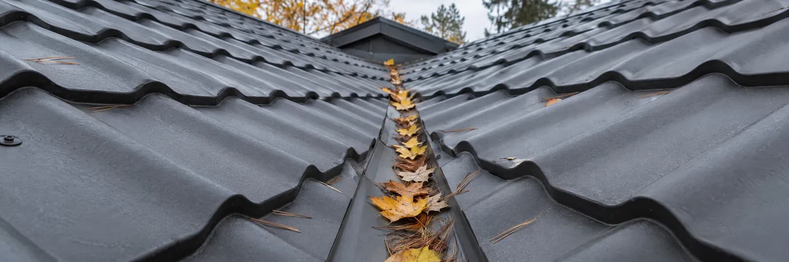 Autumn leaves and pine needles collected in the valley of a dark metal roof